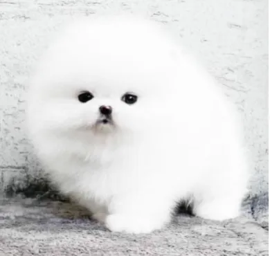 Cachorro Pomerania KamsiaDog