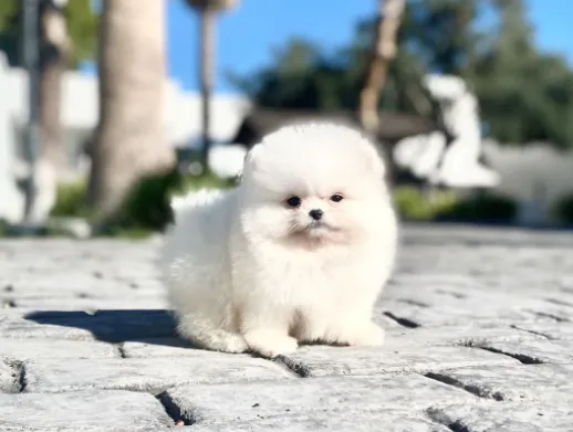 Cepillado cachorro Pomerania