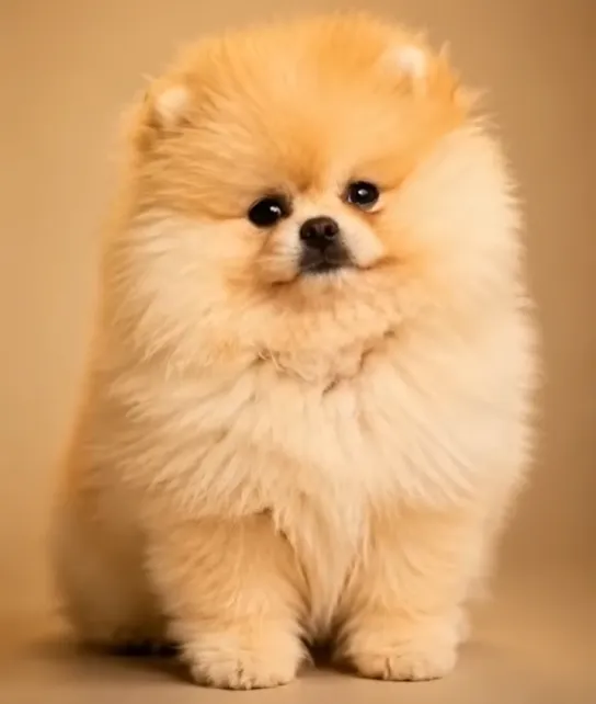 Cachorro Pomerania Barcelona