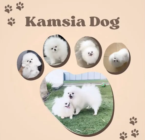 KamsiaDog