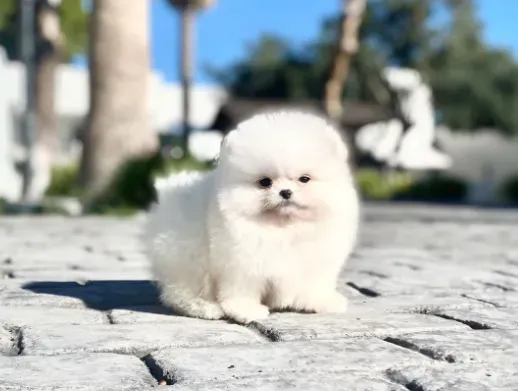 Cepillado y mantenimiento del pelo del Pomerania
