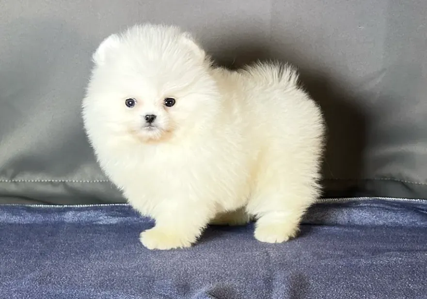 Cuidado y atencion del cachorro Pomerania