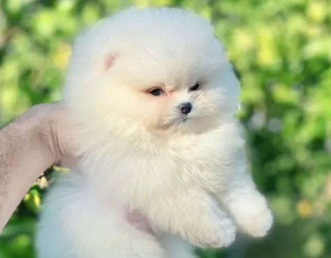 Primer bano en casa para el cachorro Pomerania