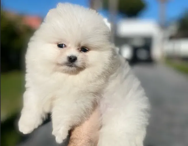 Socializacion y educacion del cachorro Pomerania