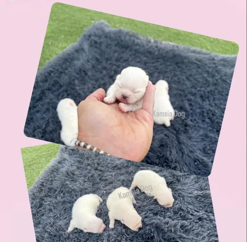 Cachorros Pomerania nacidos en KamsiaDog