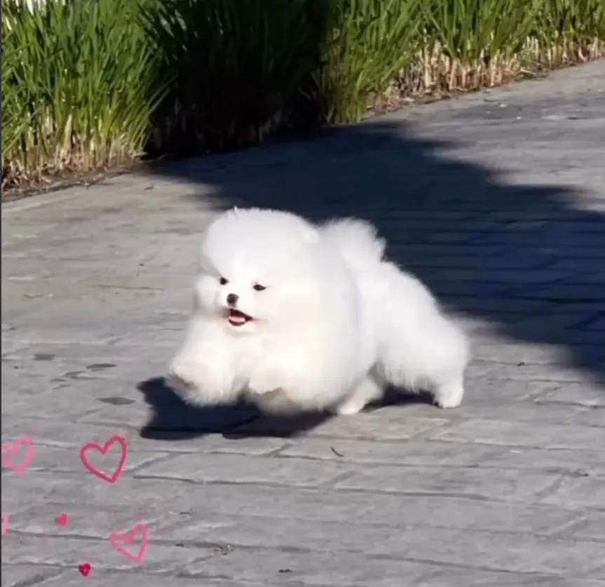 Cachorro Pomerania Kamsia Dog